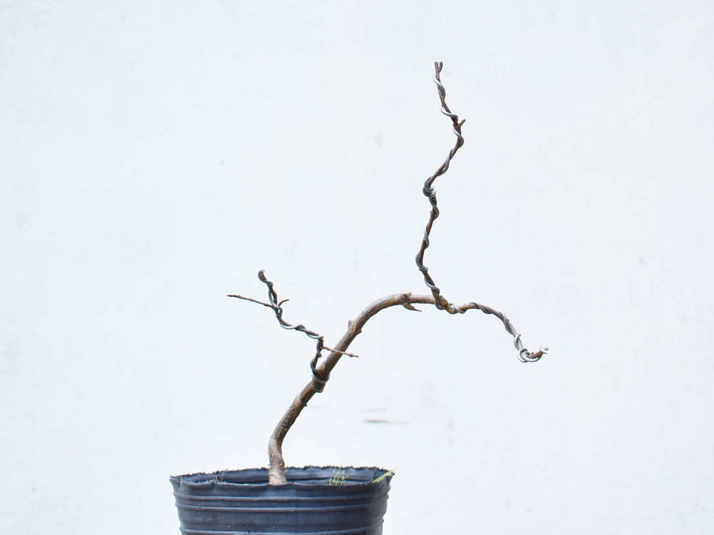 KAEDE (Arce Buergerianum)