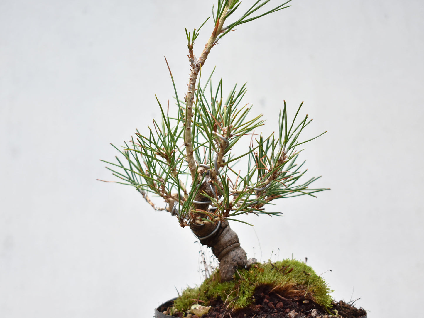 KUROMATSU (Pinus Thumbergii)