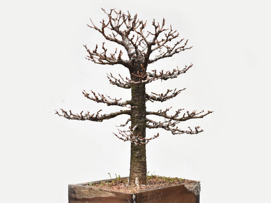 ALERCE EUROPEO (Larix Decidua)