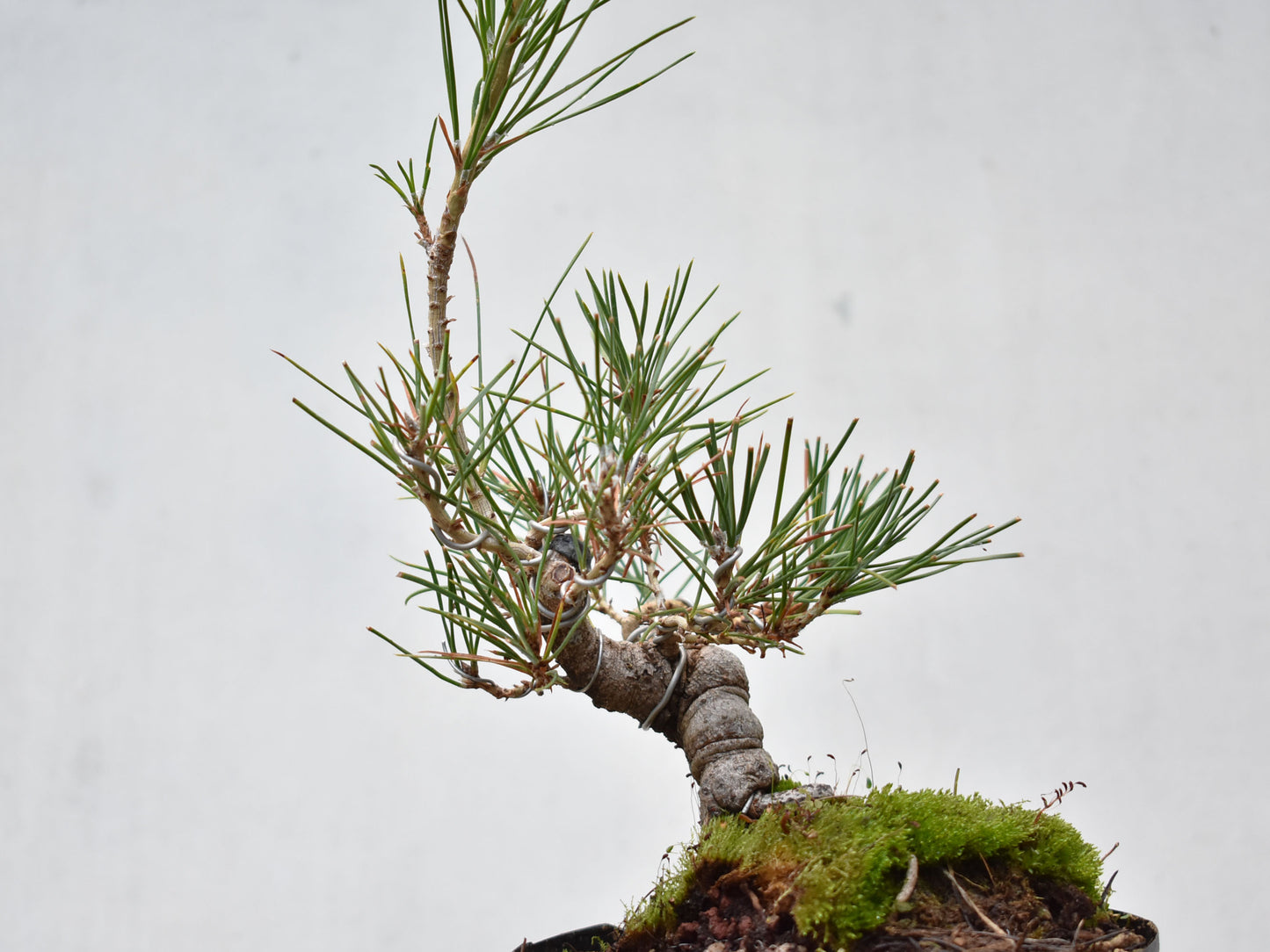 KUROMATSU (Pinus Thumbergii)
