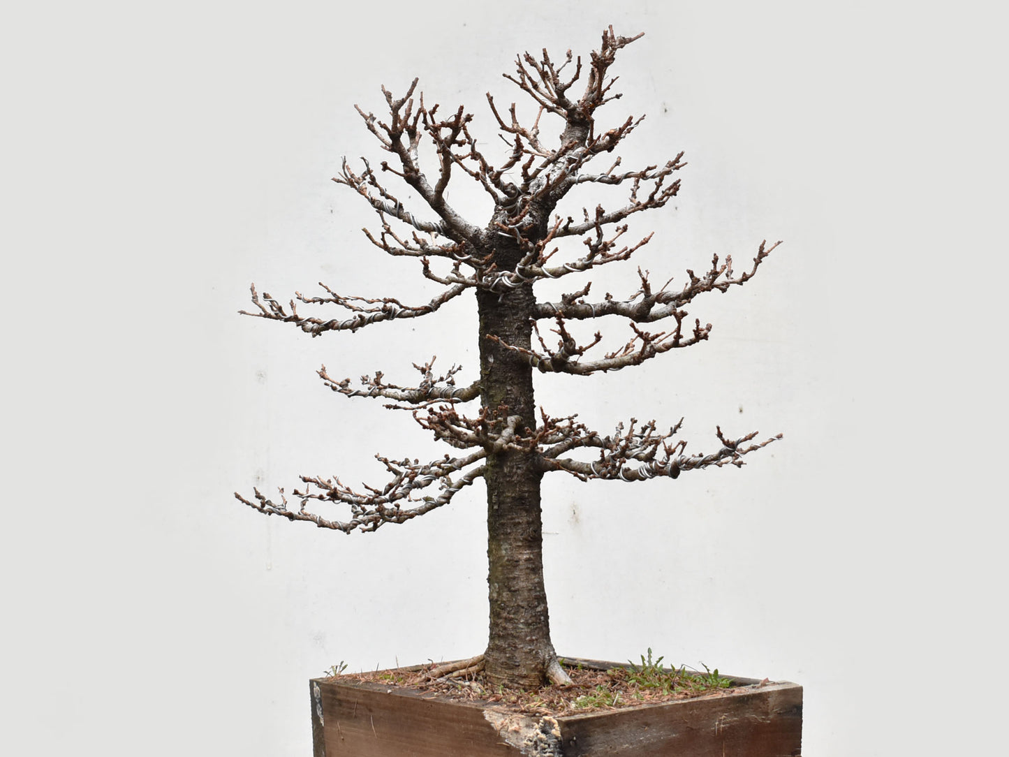 ALERCE EUROPEO (Larix Decidua)