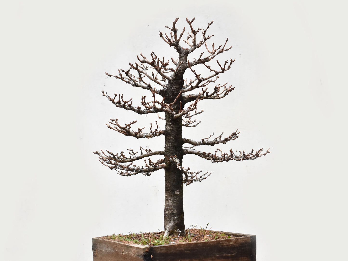 ALERCE EUROPEO (Larix Decidua)