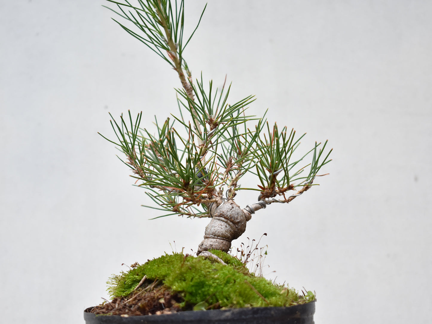 KUROMATSU (Pinus Thumbergii)