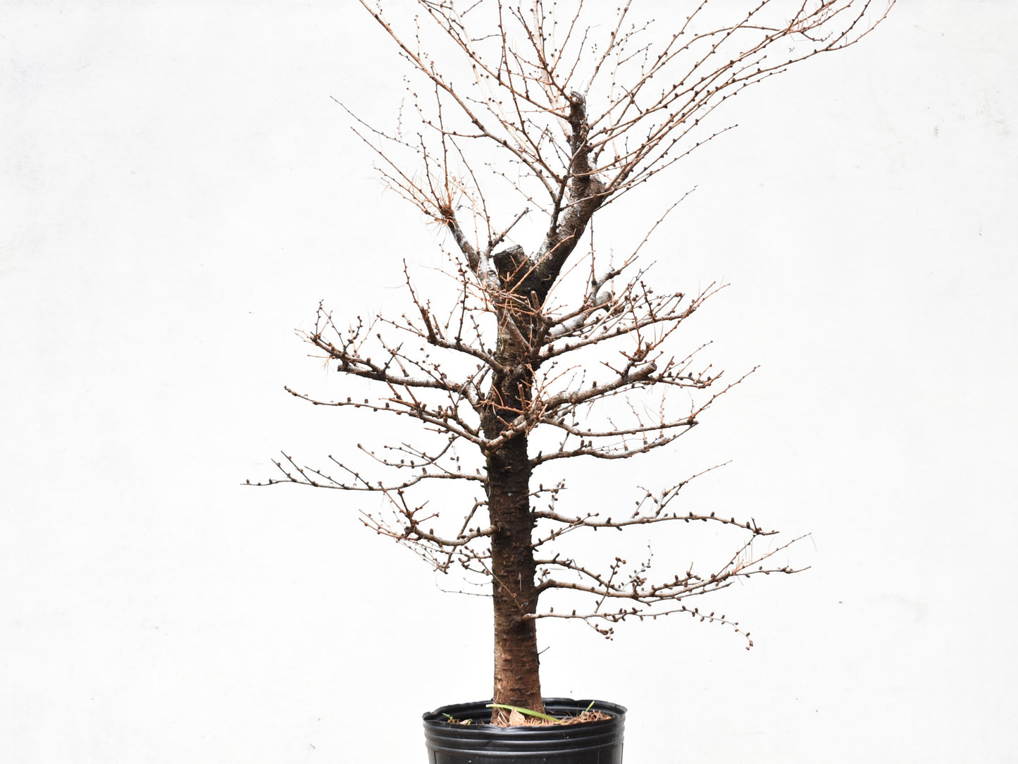 ALERCE EUROPEO (Larix Decidua)