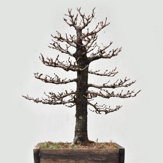 ALERCE EUROPEO (Larix Decidua)