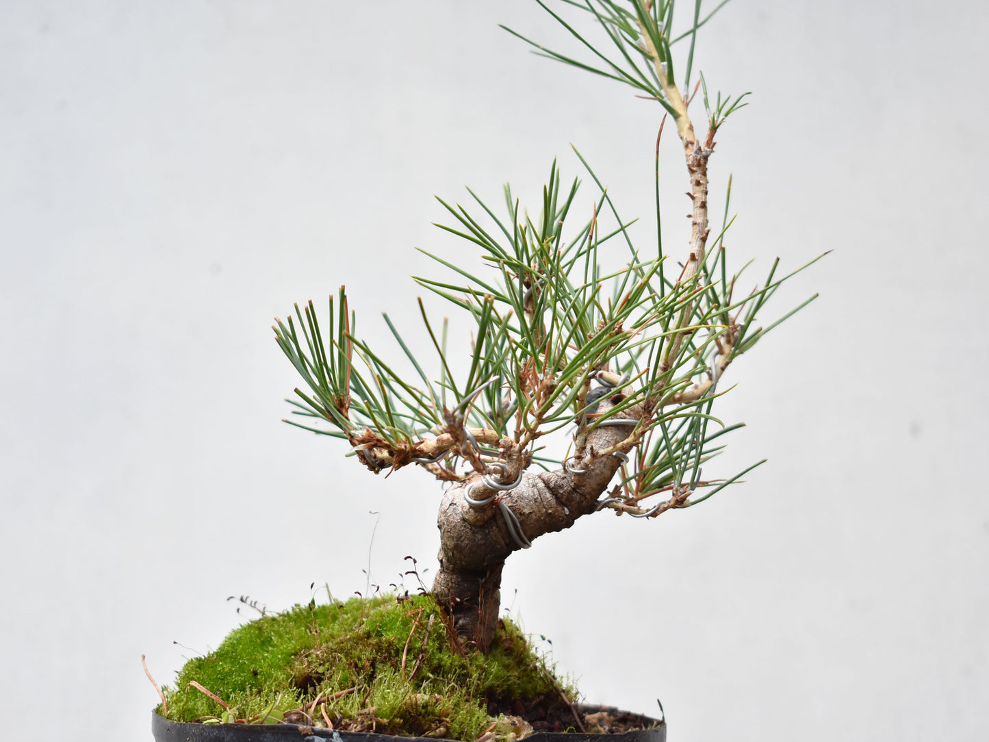 KUROMATSU (Pinus Thumbergii)