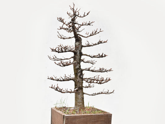 ALERCE EUROPEO (Larix Decidua)