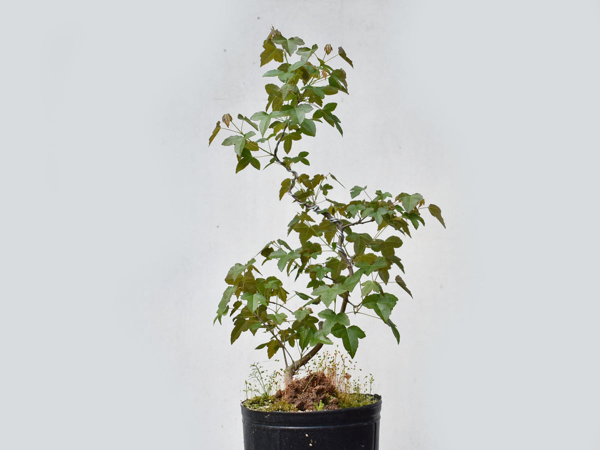 KAEDE (Arce Buergerianum)