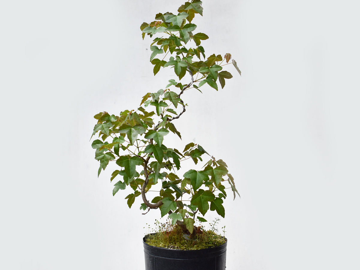 KAEDE (Arce Buergerianum)