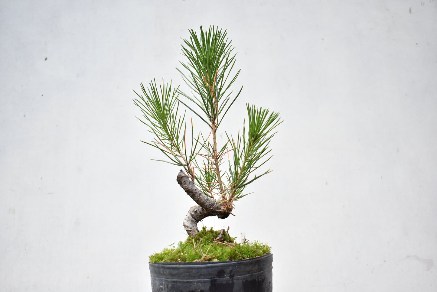 KUROMATSU (Pinus Thumbergii)