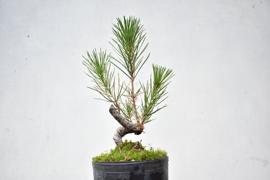 KUROMATSU (Pinus Thumbergii)