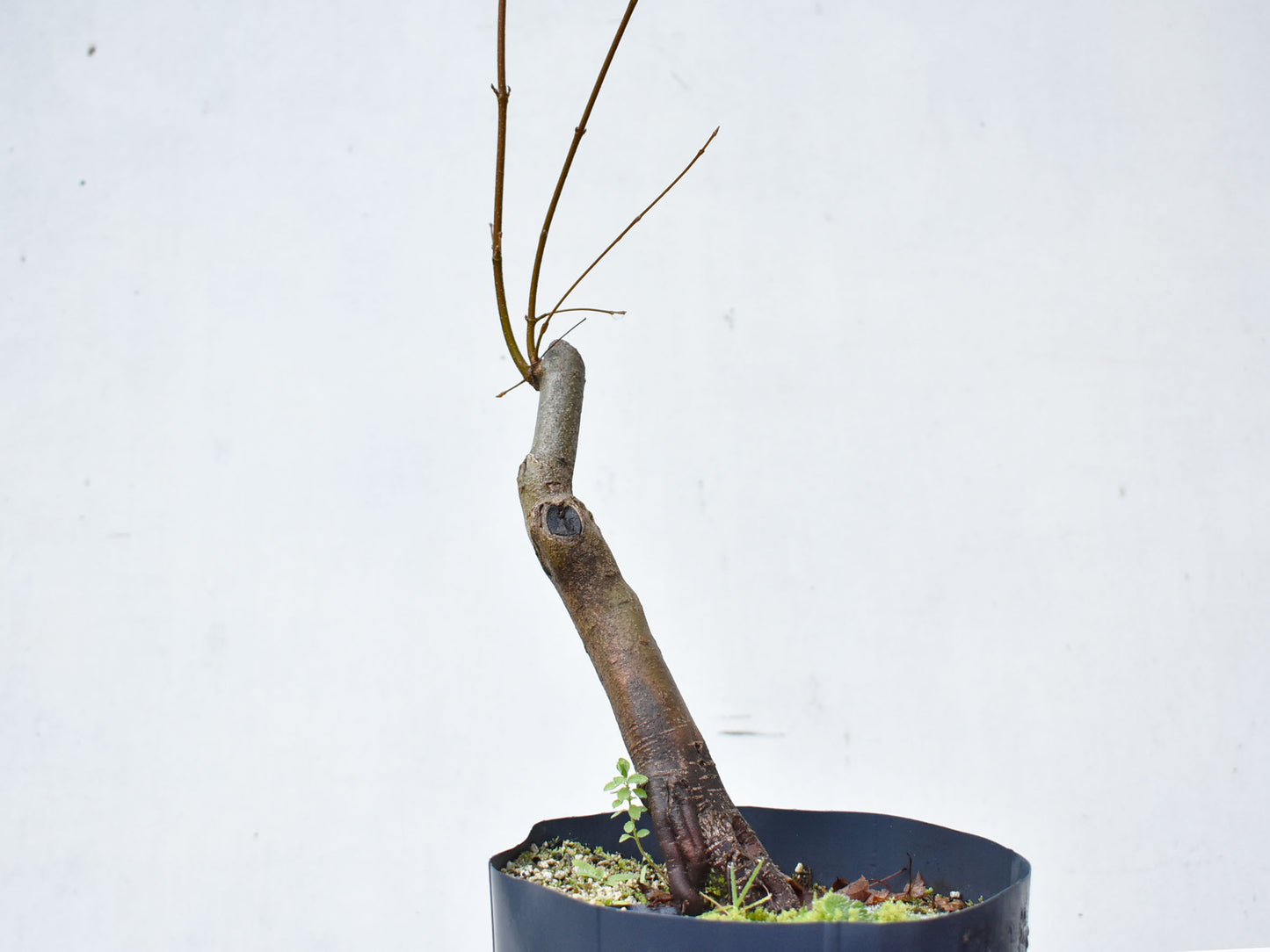 KAEDE (Arce Buergerianum)