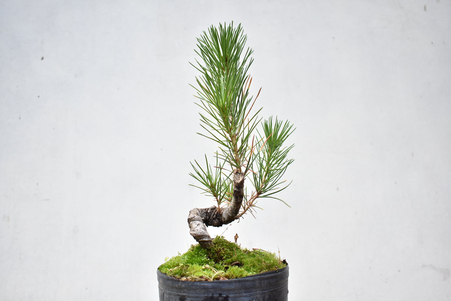 KUROMATSU (Pinus Thumbergii)
