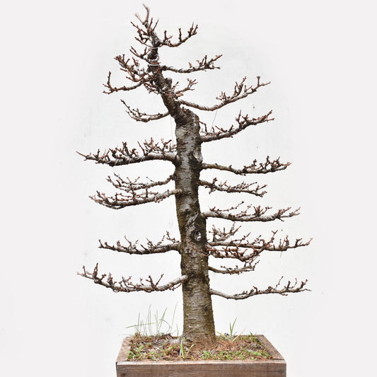 ALERCE EUROPEO (Larix Decidua)