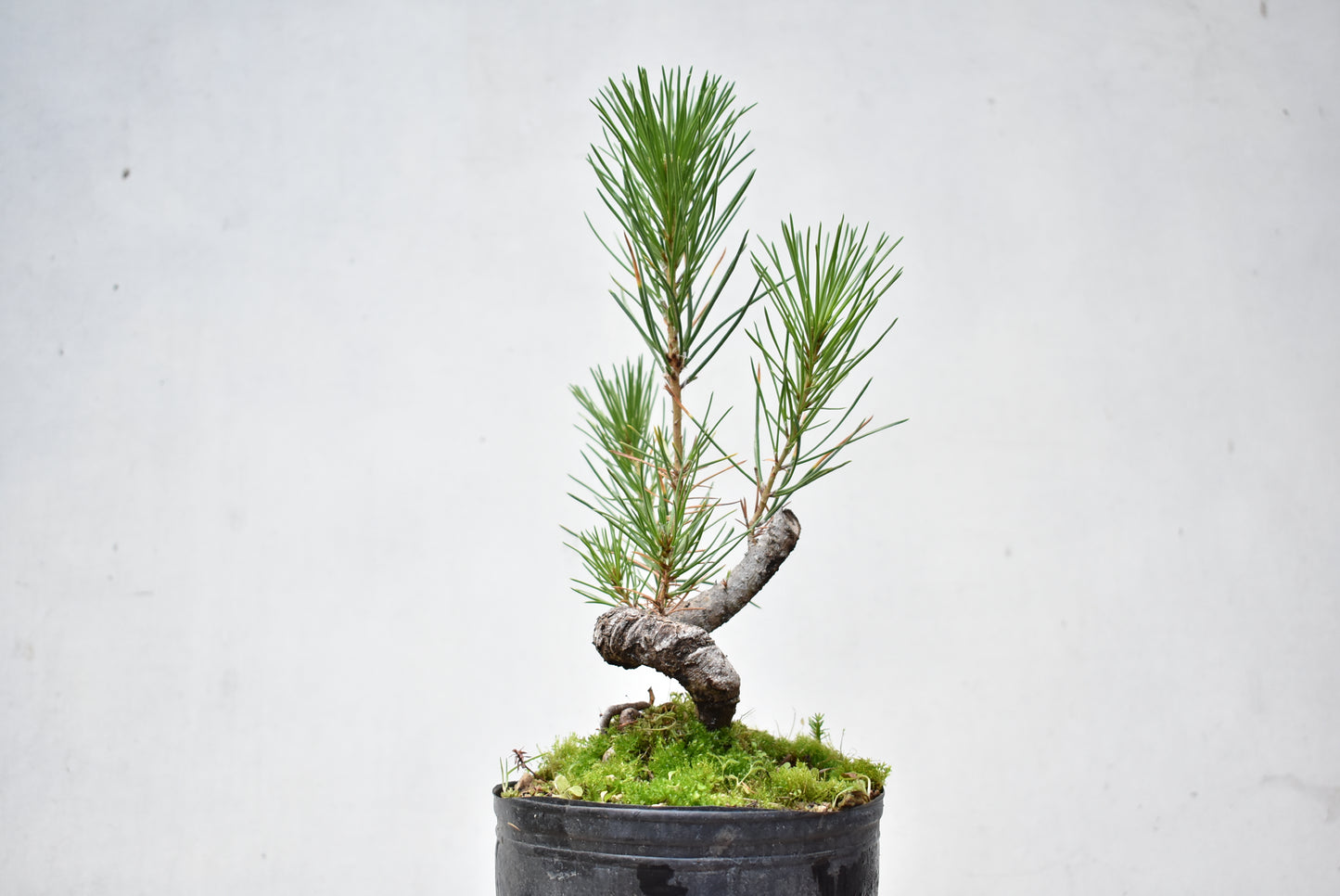 KUROMATSU (Pinus Thumbergii)