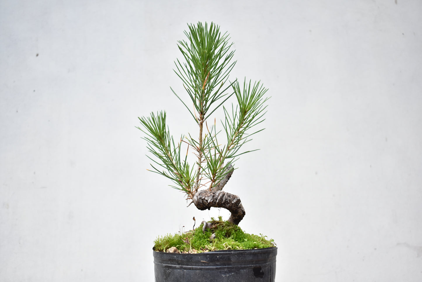 KUROMATSU (Pinus Thumbergii)