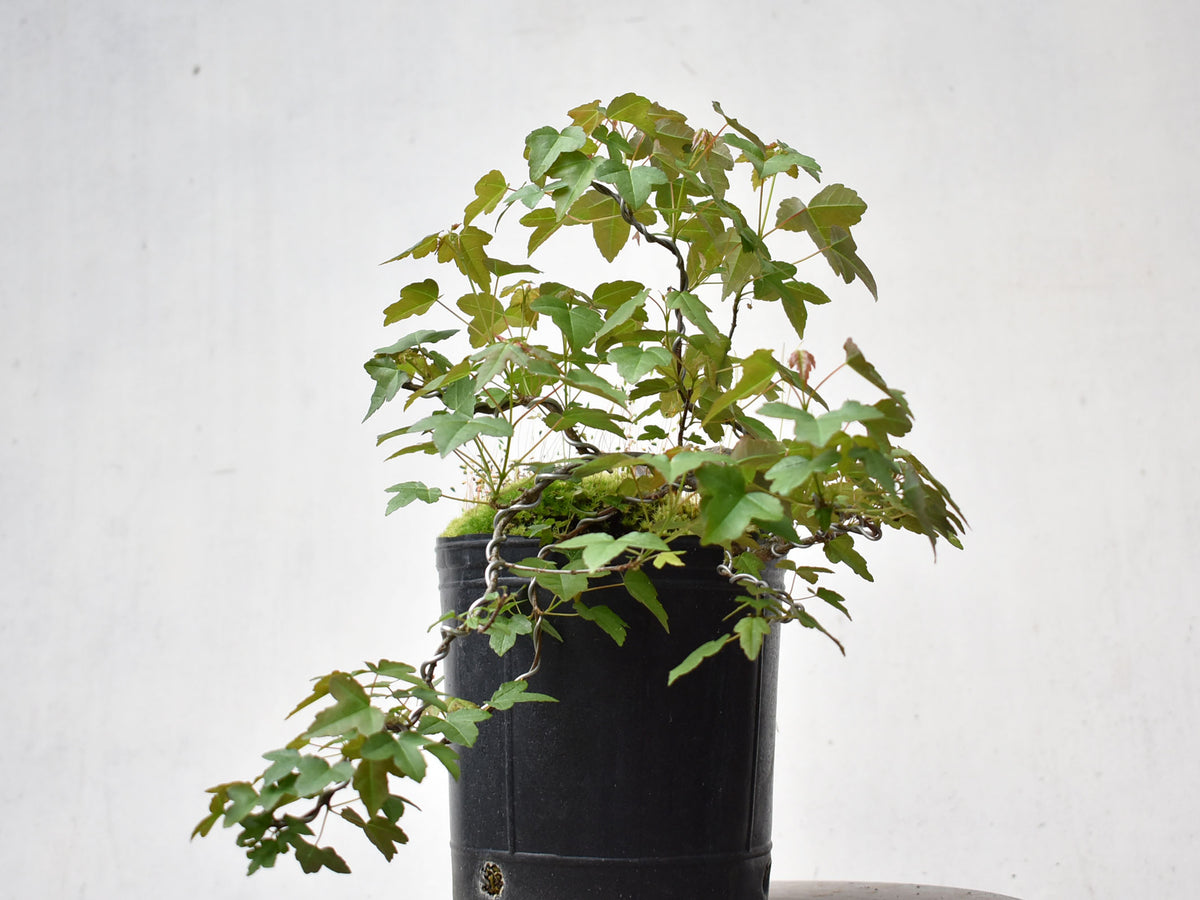KAEDE (Arce Buergerianum)