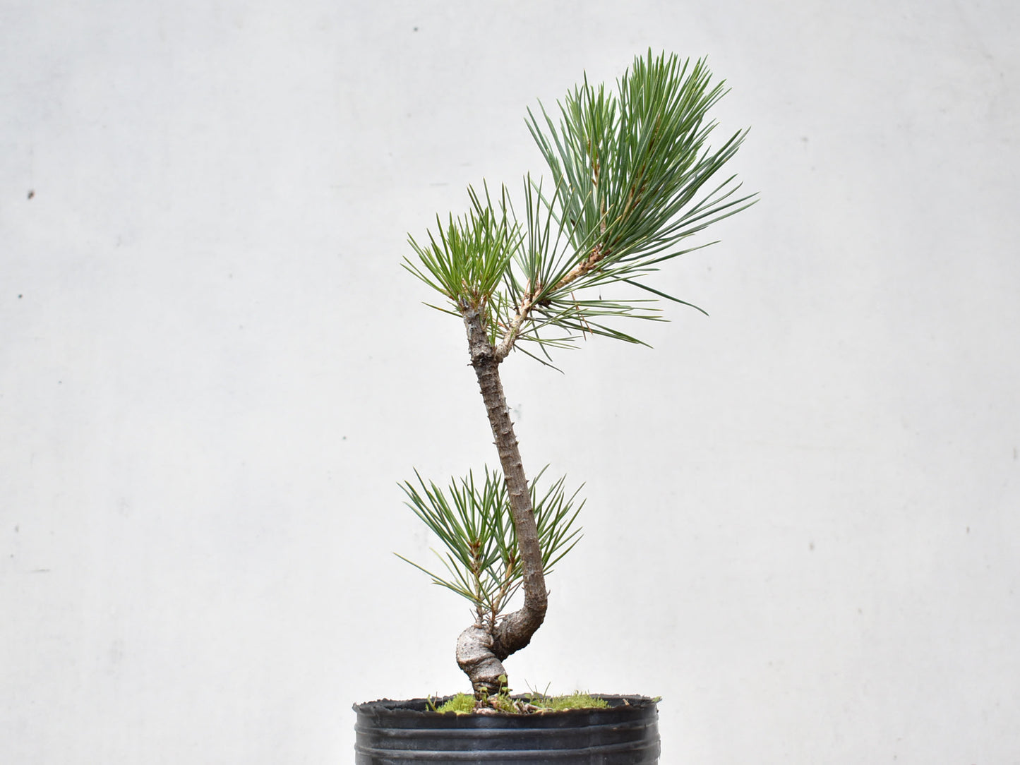 KUROMATSU (Pinus Thumbergii)