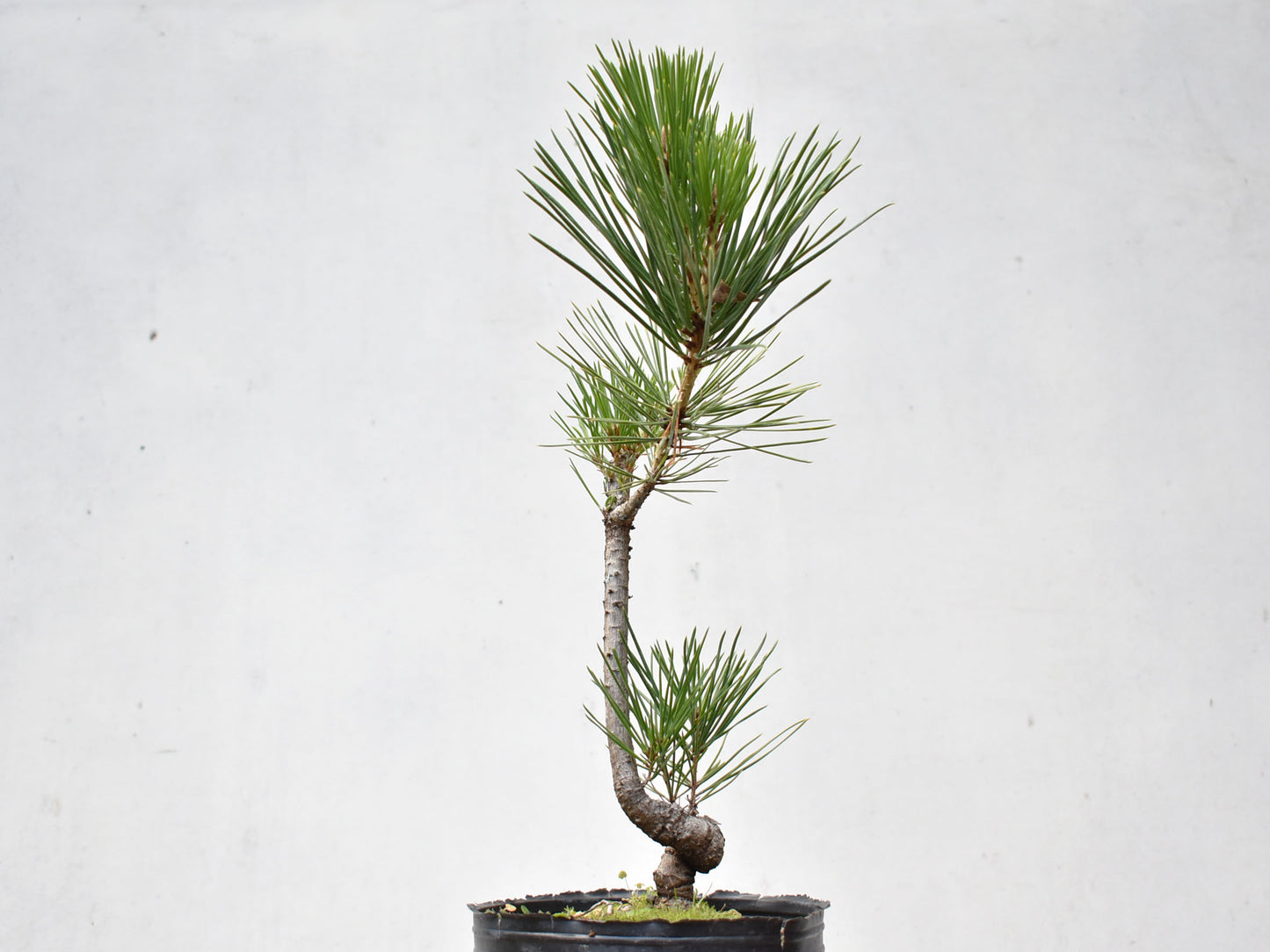 KUROMATSU (Pinus Thumbergii)