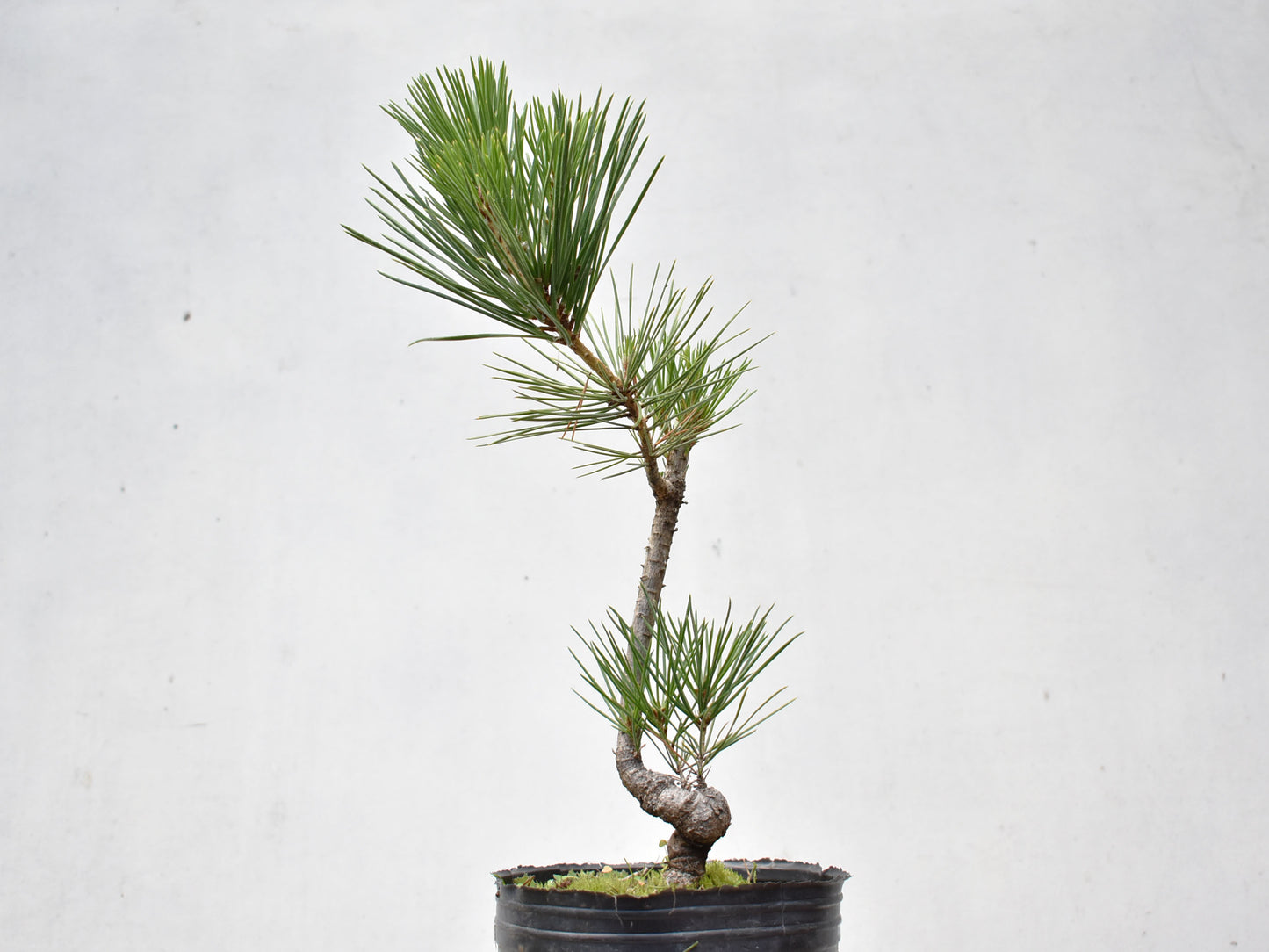 KUROMATSU (Pinus Thumbergii)