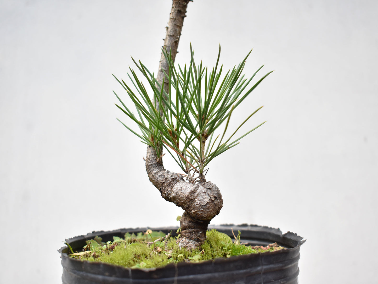KUROMATSU (Pinus Thumbergii)