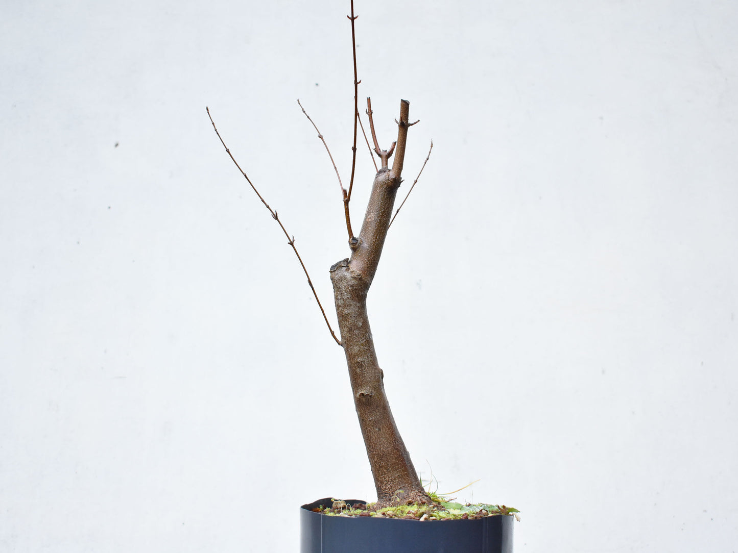 KAEDE (Arce Buergerianum)