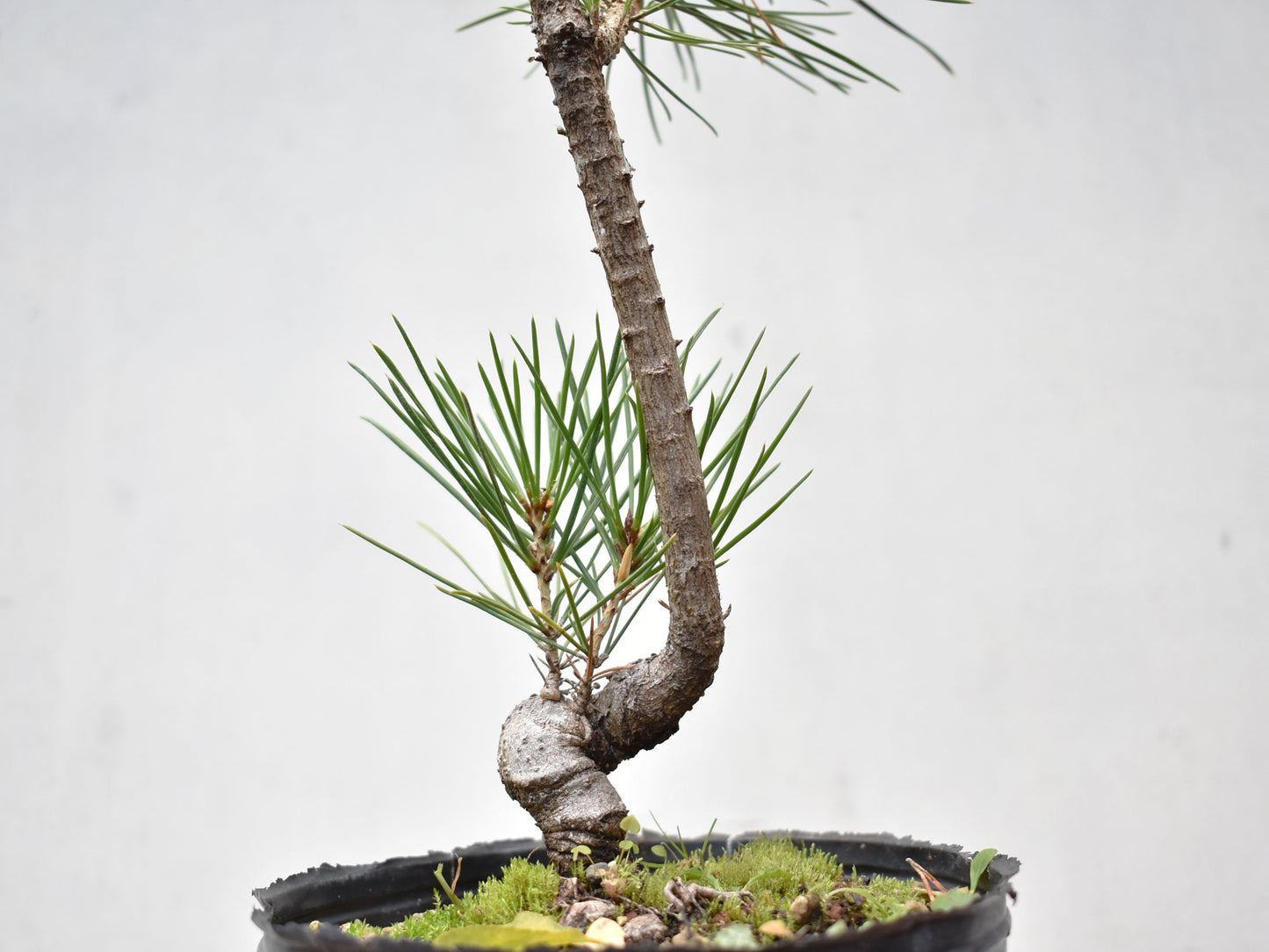KUROMATSU (Pinus Thumbergii)