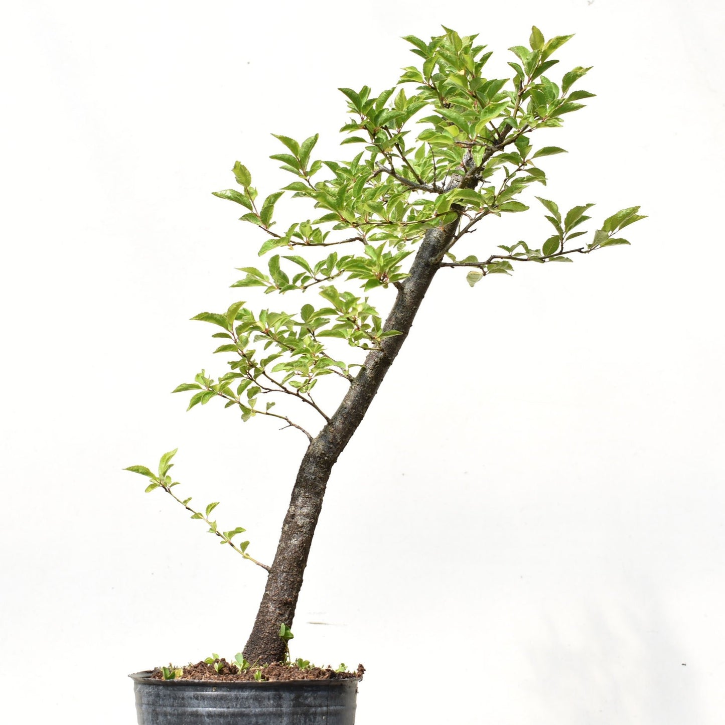 ENDRINO (Prunus Spinosa)