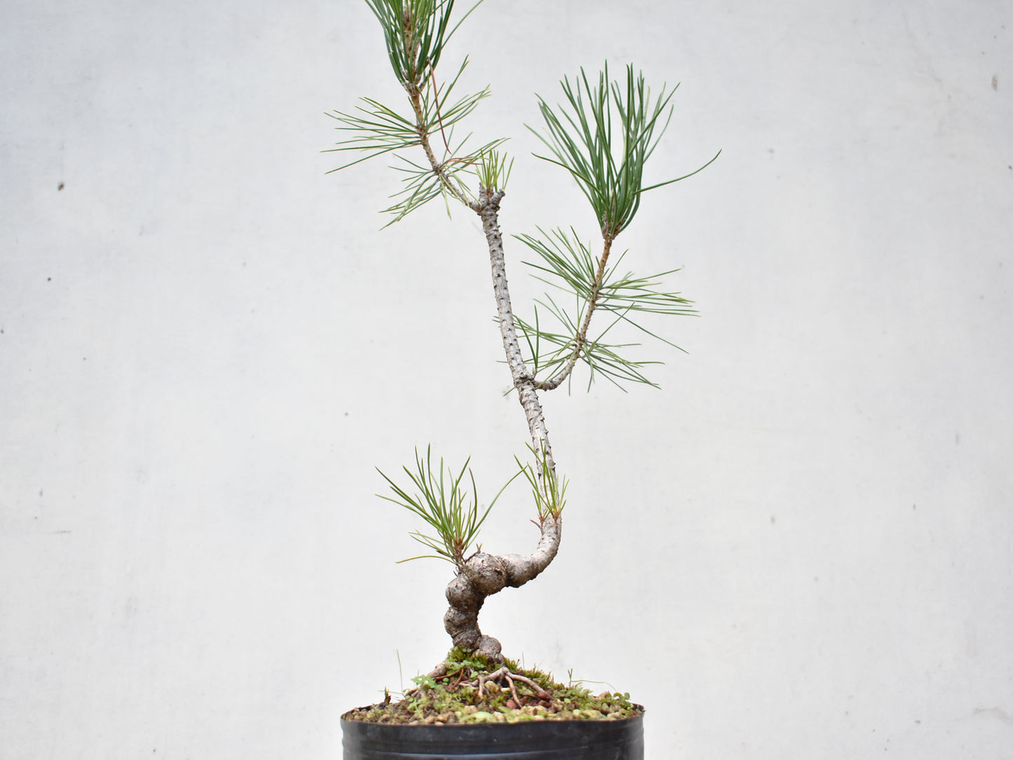 KUROMATSU (Pinus Thumbergii)
