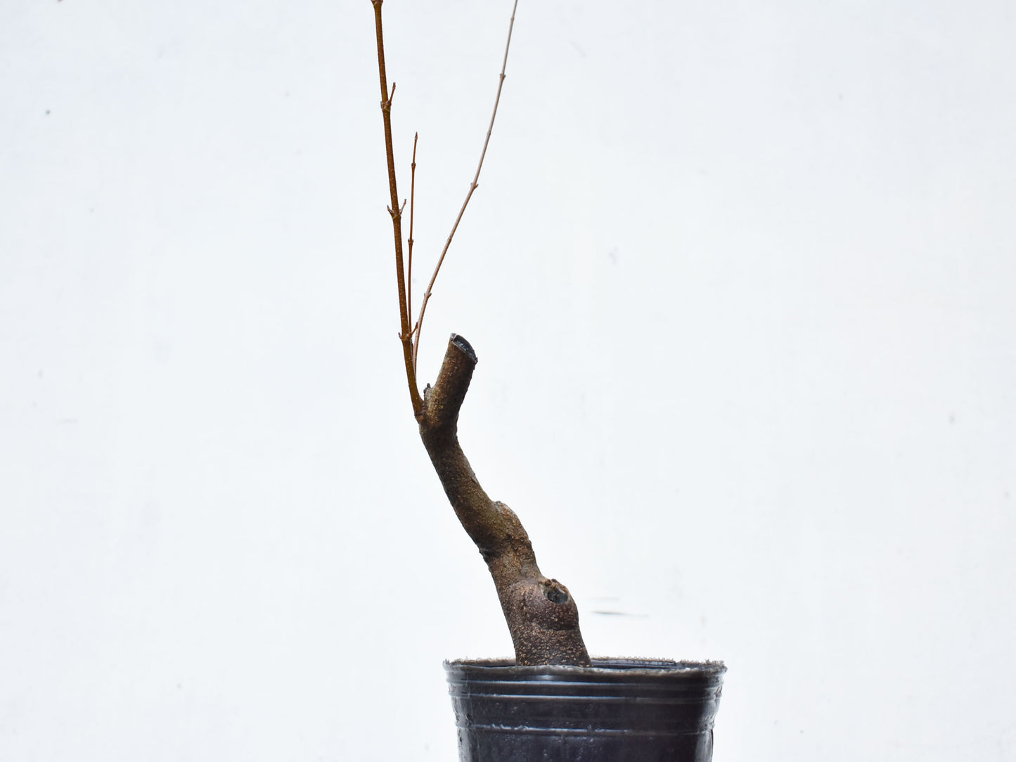 KAEDE (Arce Buergerianum)