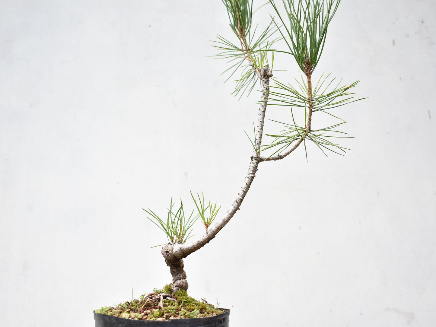 KUROMATSU (Pinus Thumbergii)