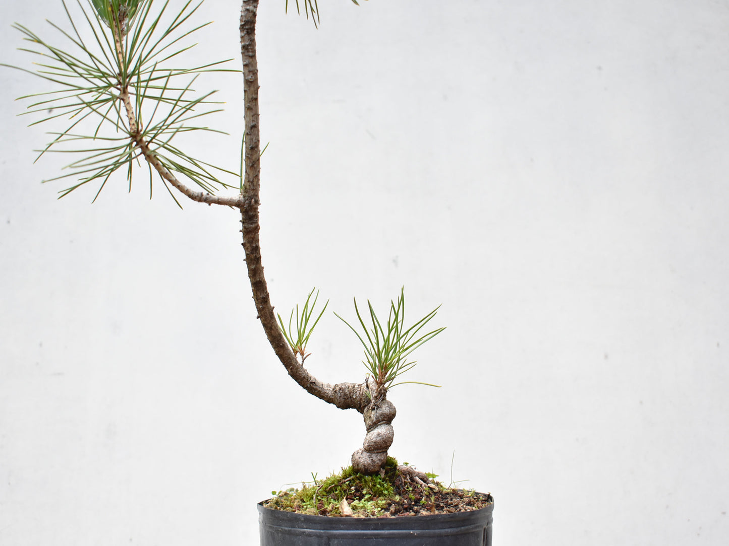 KUROMATSU (Pinus Thumbergii)