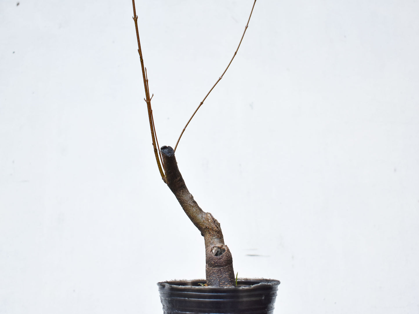 KAEDE (Arce Buergerianum)