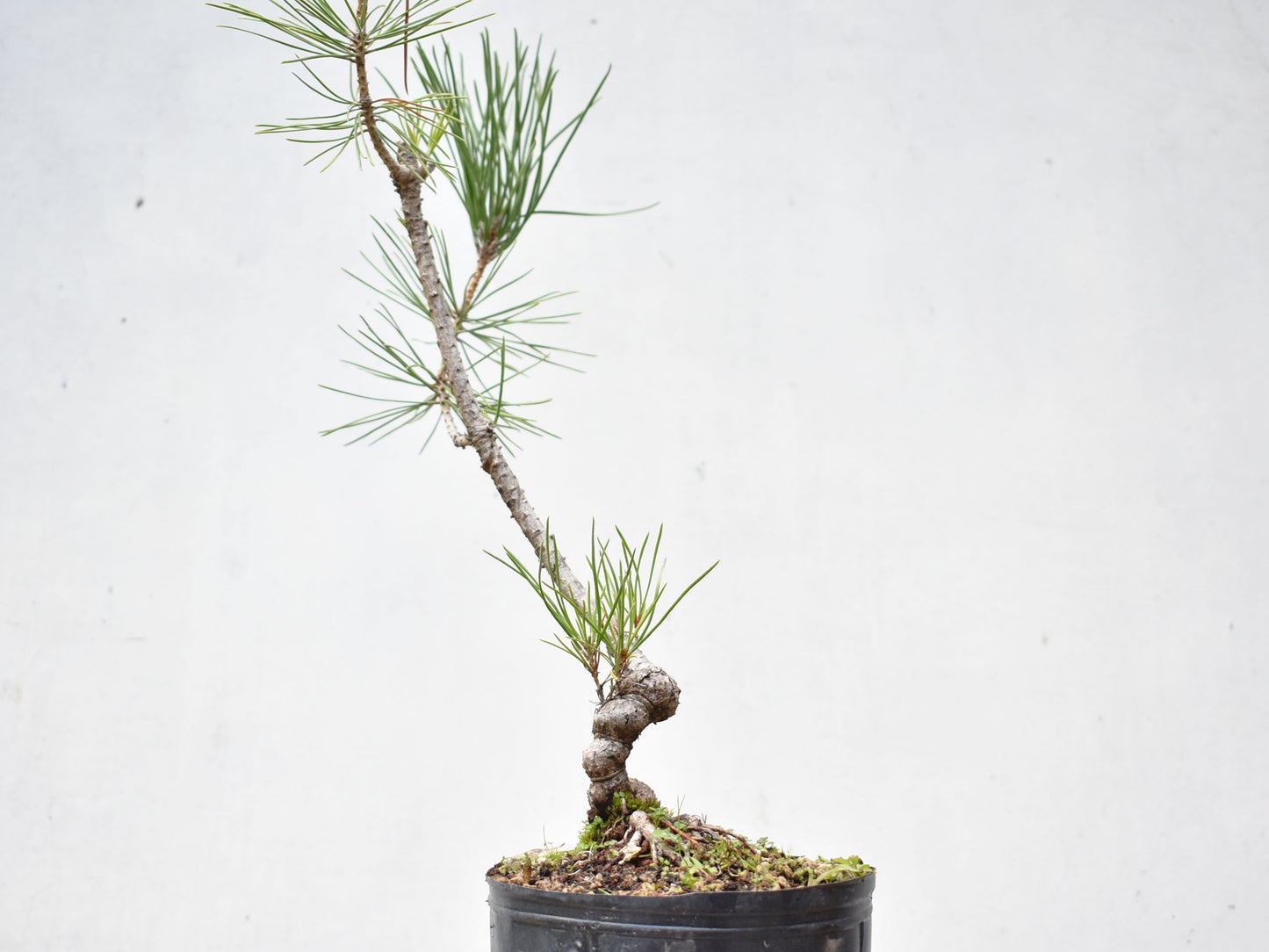 KUROMATSU (Pinus Thumbergii)