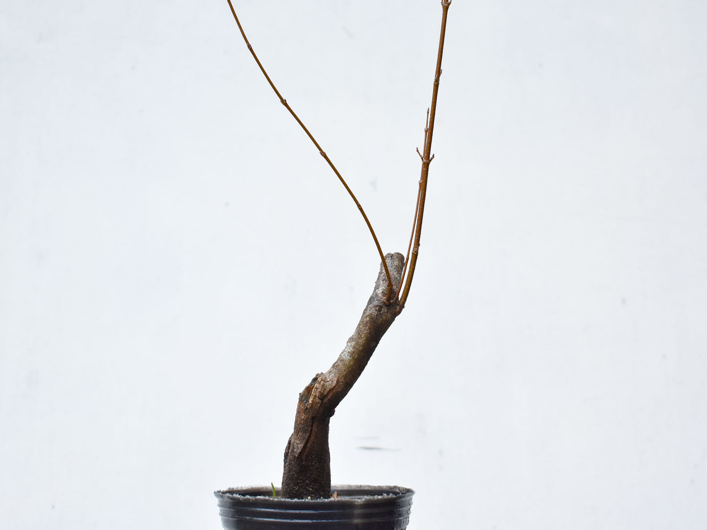KAEDE (Arce Buergerianum)