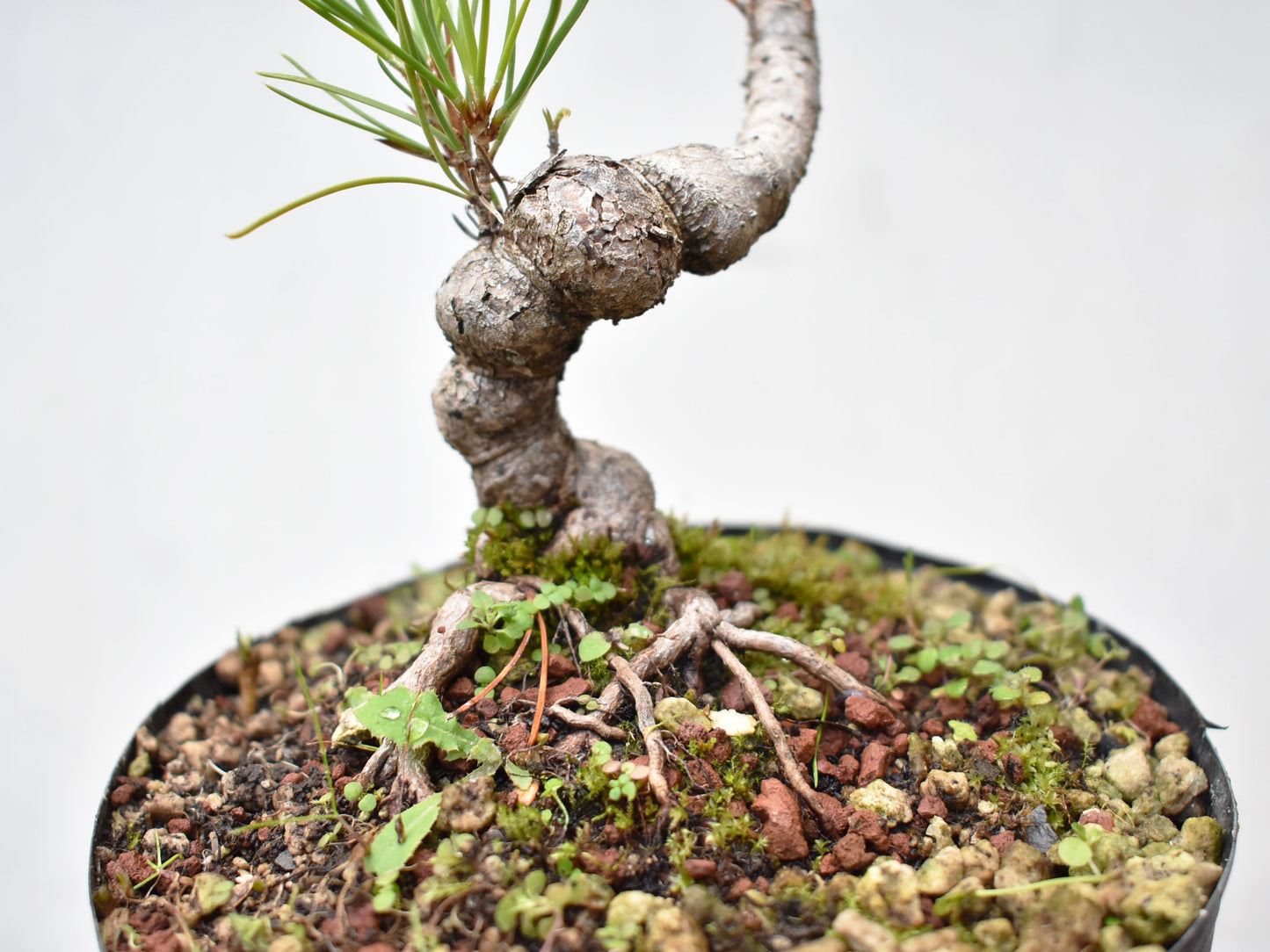 KUROMATSU (Pinus Thumbergii)