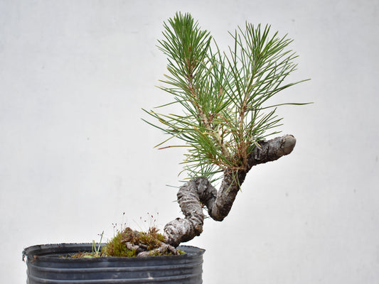 KUROMATSU (Pinus Thumbergii)