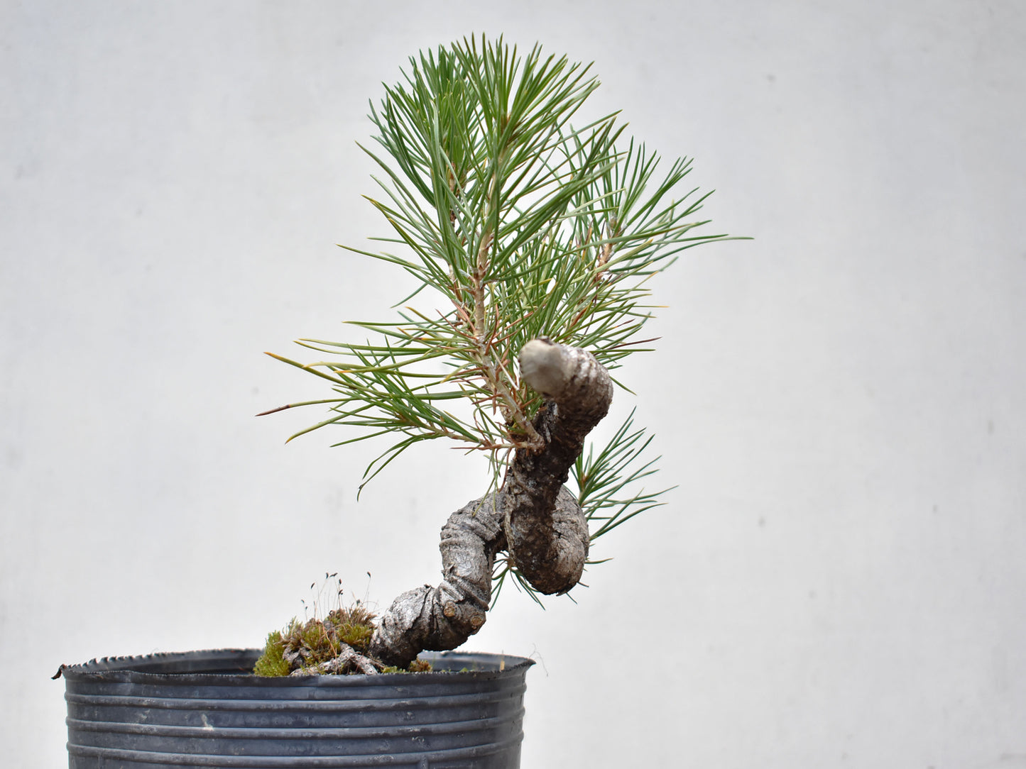 KUROMATSU (Pinus Thumbergii)
