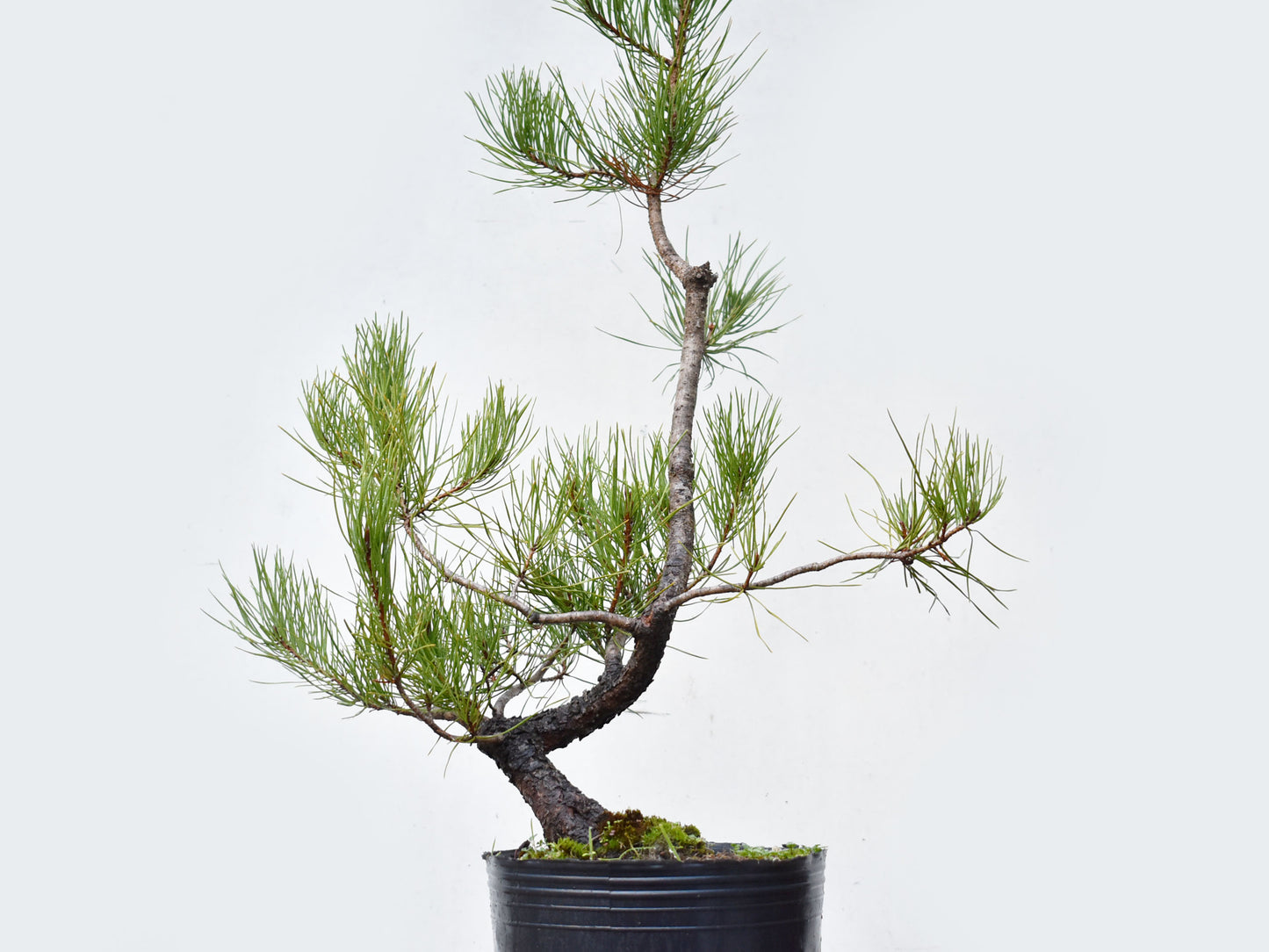 PINO MURAYANA (Pino Contorta Var. Murrayana)
