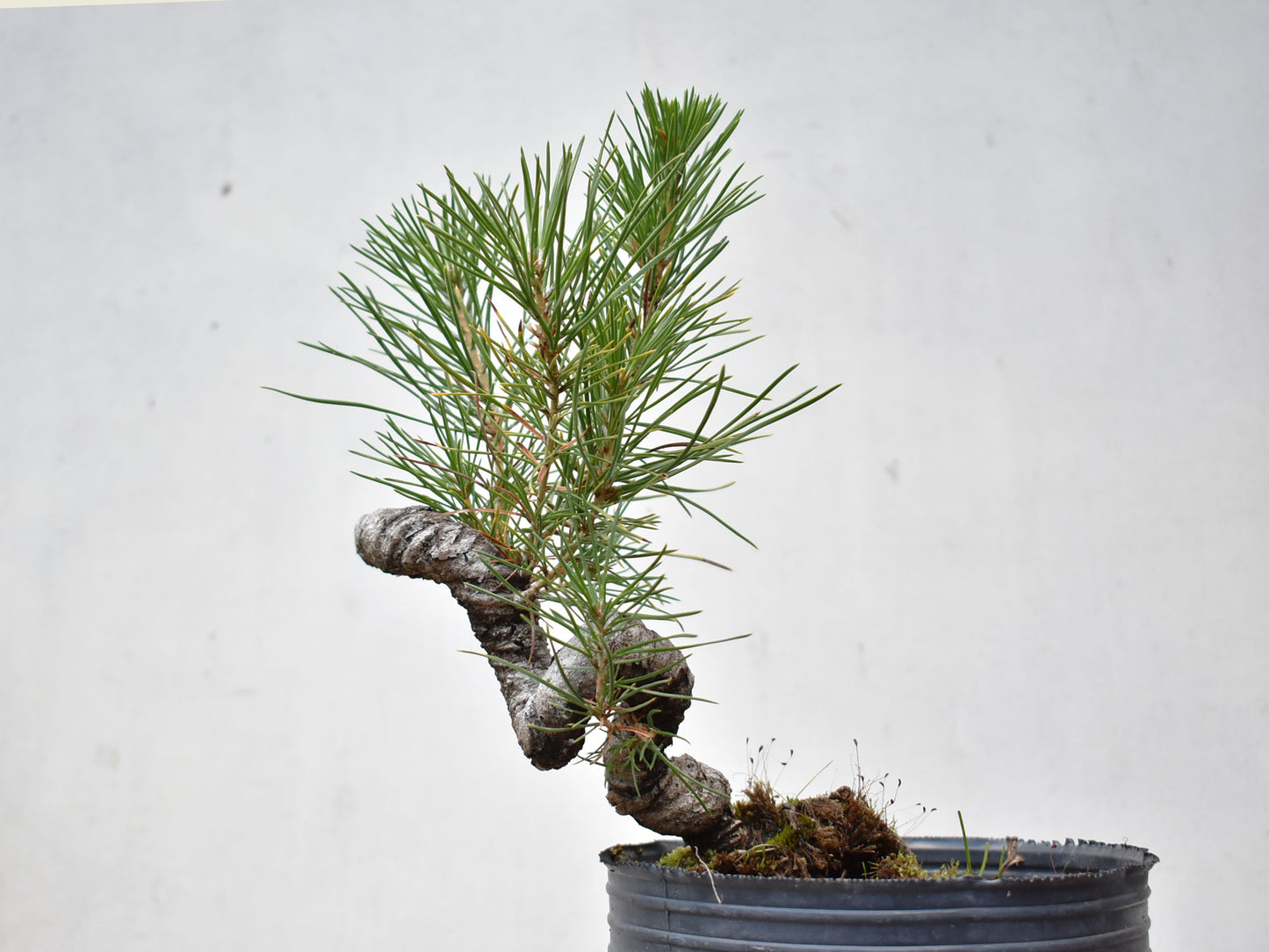 KUROMATSU (Pinus Thumbergii)