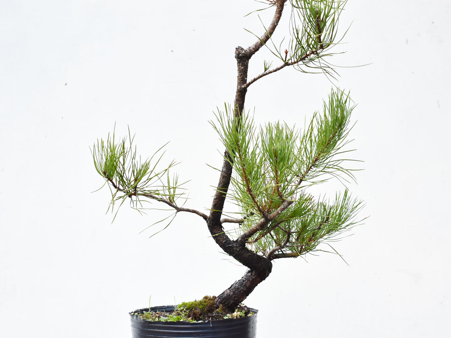 PINO MURAYANA (Pino Contorta Var. Murrayana)