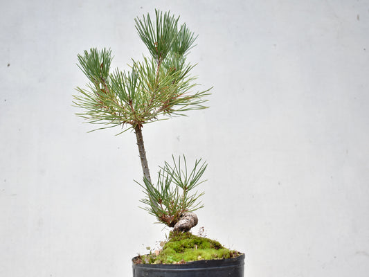 KUROMATSU (Pinus Thumbergii)
