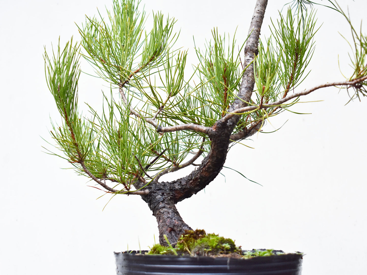 PINO MURAYANA (Pino Contorta Var. Murrayana)