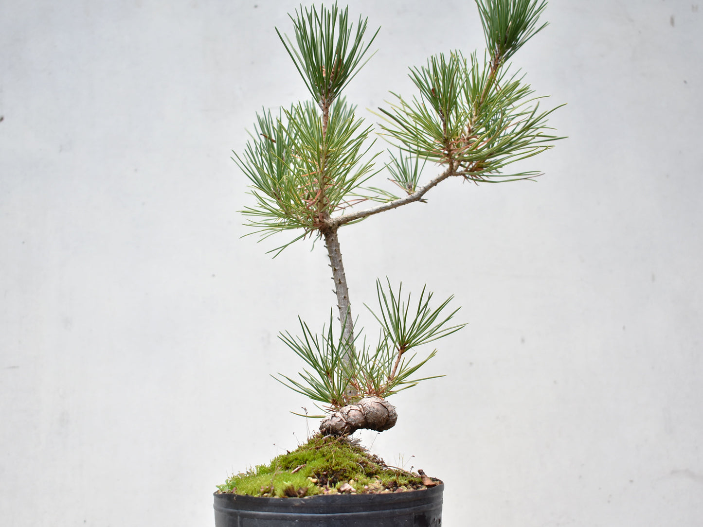 KUROMATSU (Pinus Thumbergii)