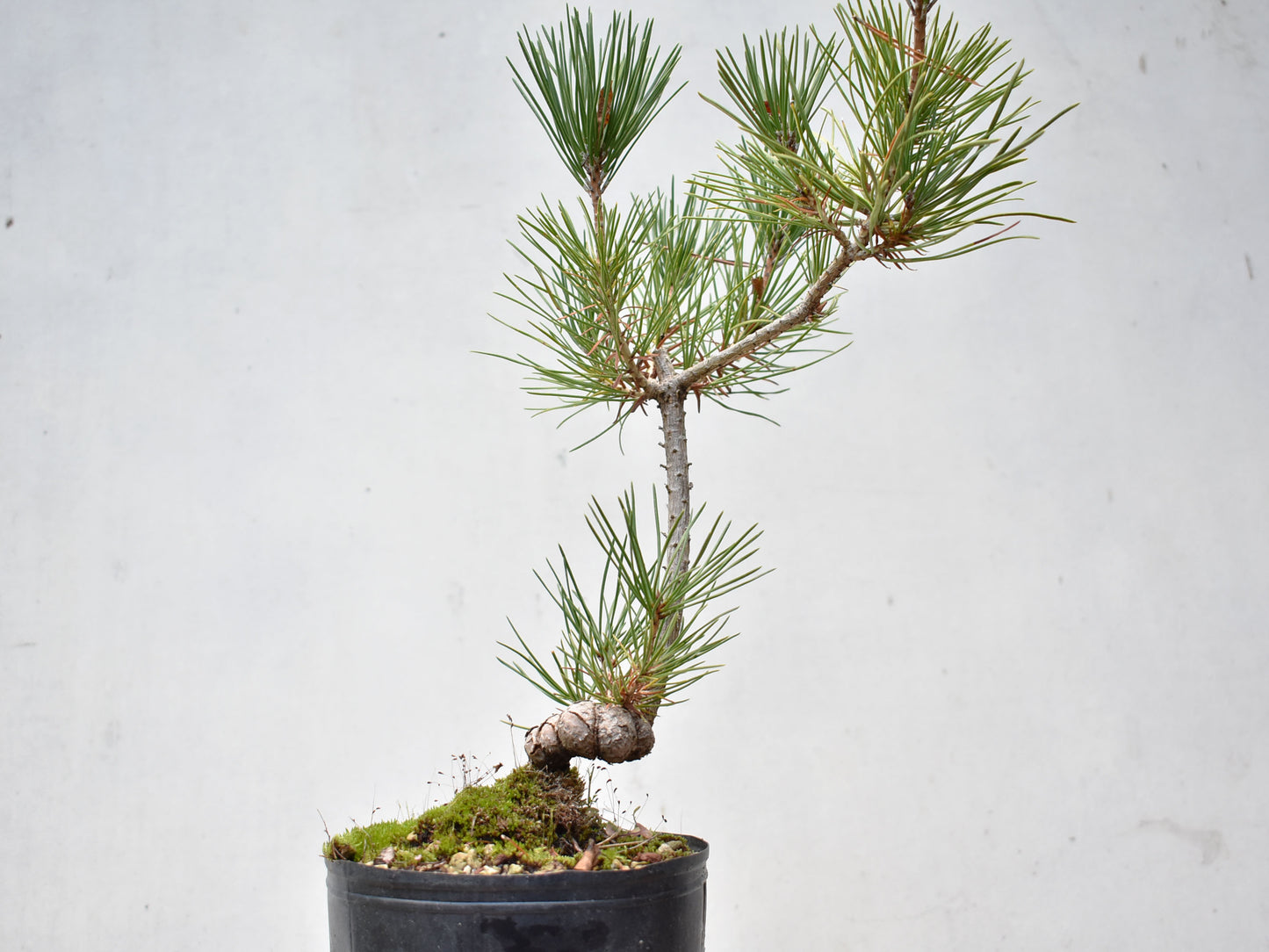 KUROMATSU (Pinus Thumbergii)