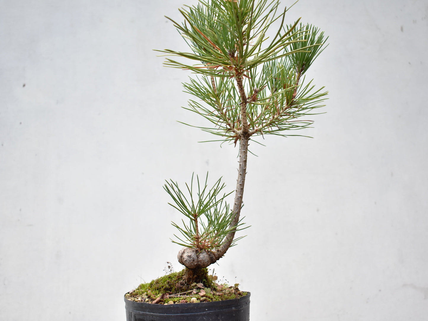 KUROMATSU (Pinus Thumbergii)