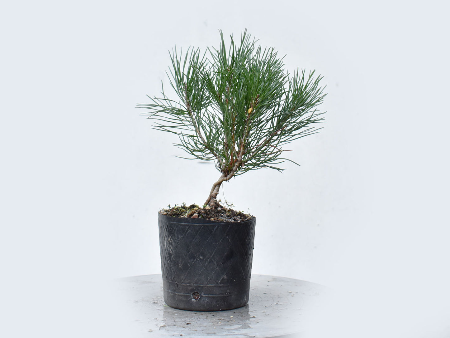 PINO MUGO (Pinus Mugo)