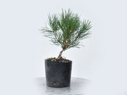 PINO MUGO (Pinus Mugo)
