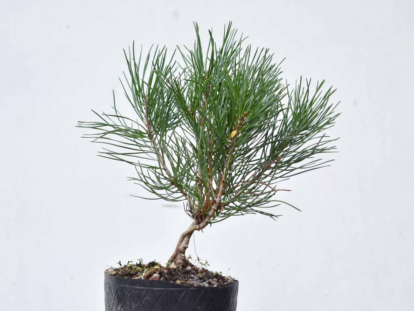PINO MUGO (Pinus Mugo)