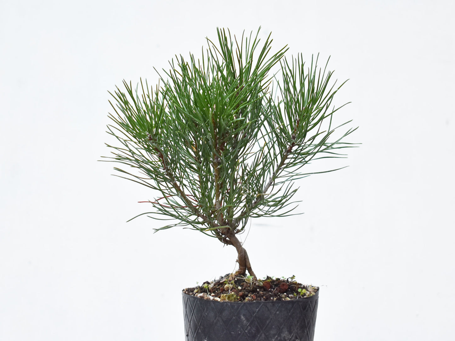 PINO MUGO (Pinus Mugo)
